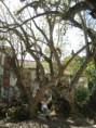/album/galeria-de-fotos-retrato-ambiental-de-loures/fig-6-dragoeiro-b-%c2%ba-petrogal-bobadela-jpg/